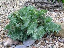Sea Kale Vegetable Seeds for Planting heirloom & Non-GMO Seeds
